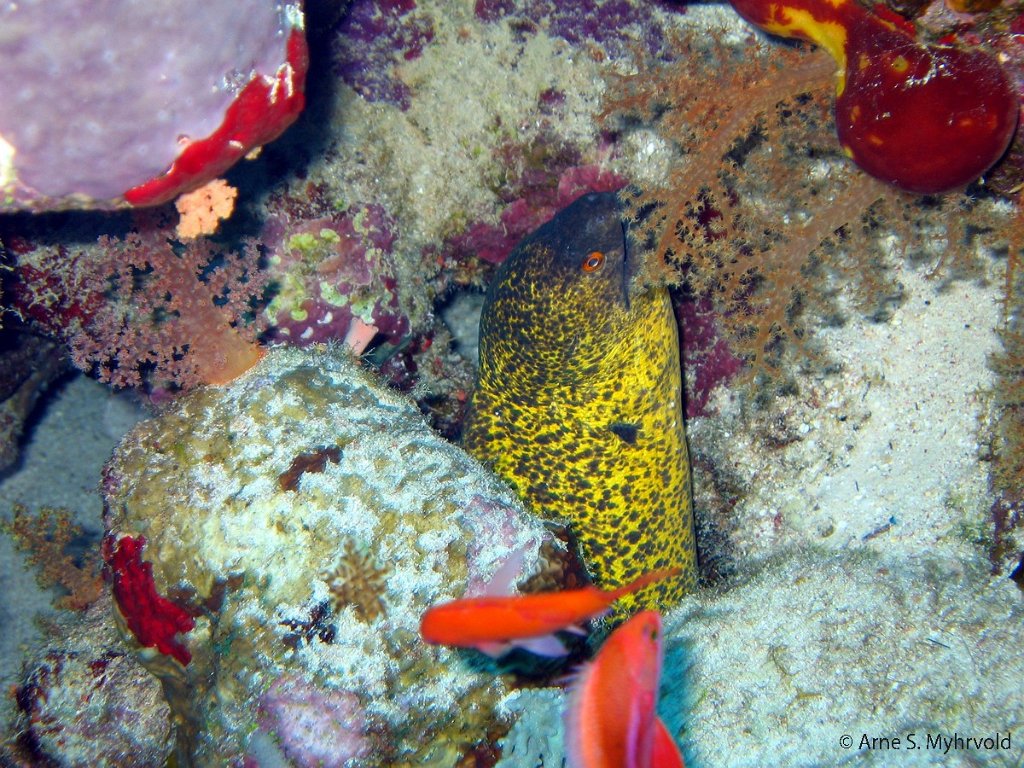 2003- Jackson Reef (2).jpg